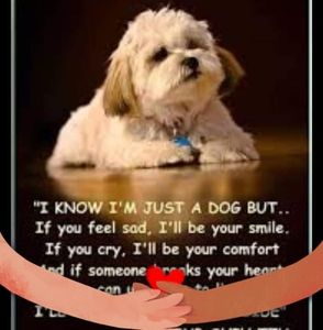 Meet your Posher, Suzanne